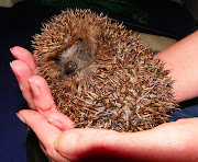 Foster Hedgehog (hoglet )