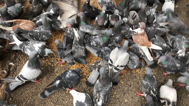 "Dar comida a las palomas de manera incontrolada es perjudicial para su salud y está prohibido en Barakaldo"