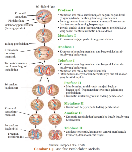 Fase fase pembelahan meiosis, Sistem Reproduksi pada Manusia, http://semuamaterisekolah.blogspot.co.id/