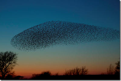 Starling Murmuration