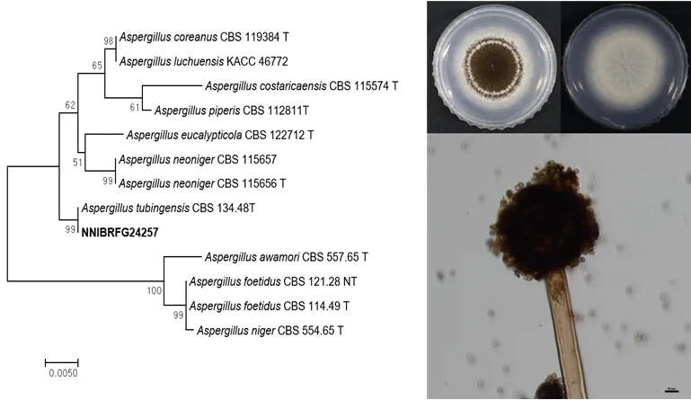담수균류 아스퍼질러스 튜빙엔시스 NNIBRFG24257 동정 결과