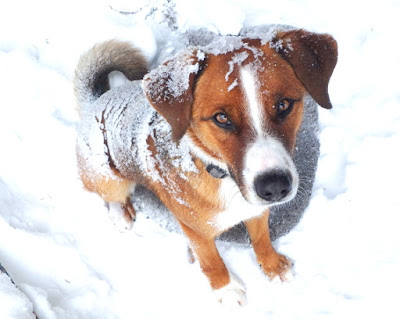 Österreichischer Pinscher Dojan vom Katzengraben, Deckrüde von Elyssa vom Basilikablick