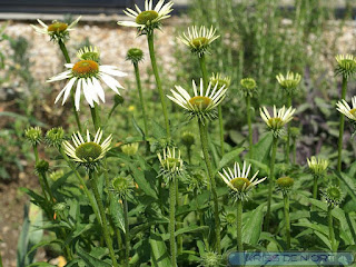 Echinacea purpurea 'White Swan' (Horticole)