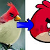 Bentuk Burung Angry Birds Di Dunia Sebenar | gakbosan.blogspot.com | gakbosan.blogspot.com