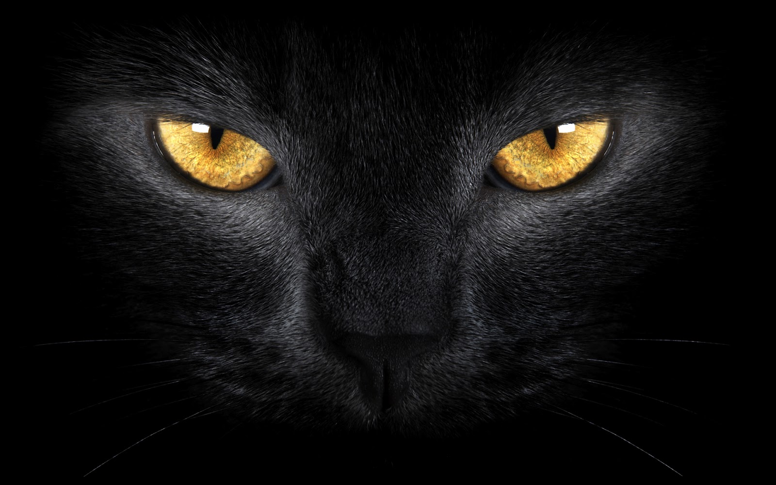 Rostro De Un Gato Negro Fondos De Pantalla De Animales