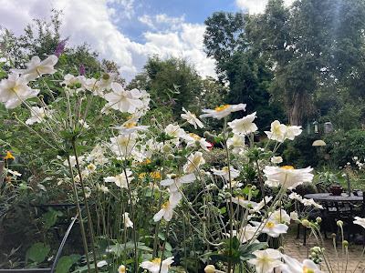 Lots of white flowers with trees and sky in the background