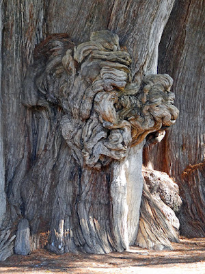 El Arbol del Tule - Oaxaca, Mexico (largest tree trunk)