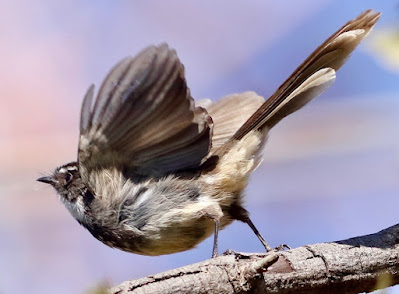 "Spot-breasted Fantail - Rhipidura albogularis, resident ,taking off from a branch."