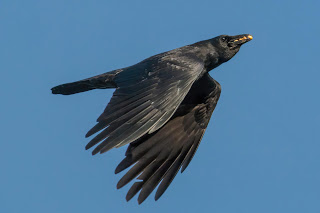 Carrion Crow DFBridgeman