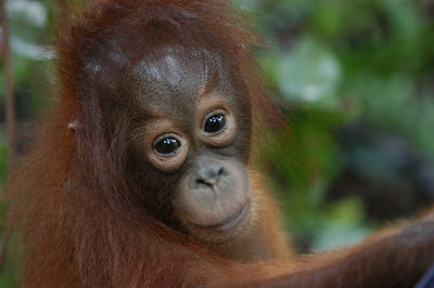 cute baby picture of orangutan in the forest with big brown eyes