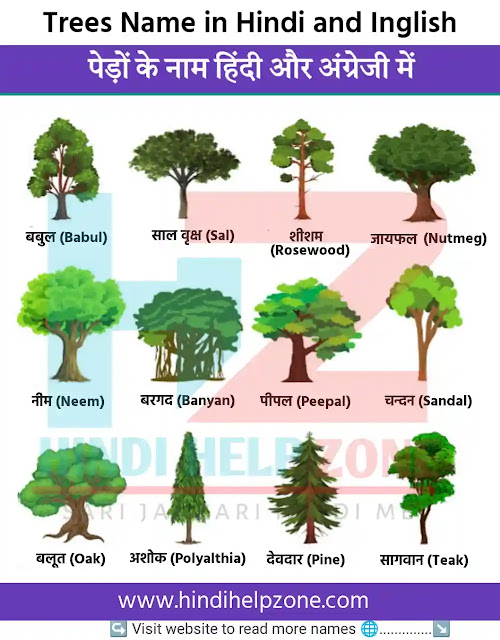 Trees Name in Hindi and English | पेड़ों के नाम हिंदी और अंग्रेजी में