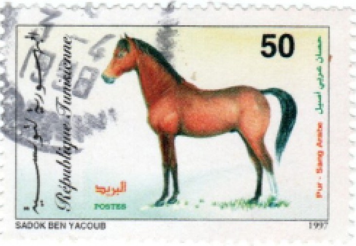 Selo da Tunísia, Cavalo Árabe