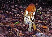 Jenis Kucing Hutan Di Indonesia