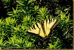 Tiger Swallowtail Tiger Swallowtail
