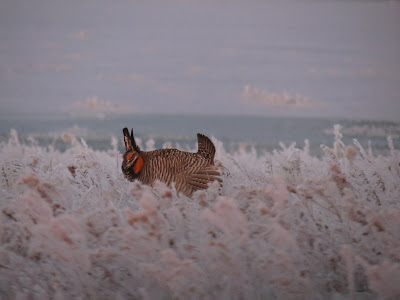 bird dogs and bird hunting abirdhuntersthoughts.com