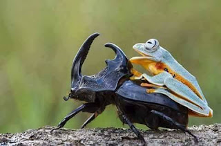 Fotos de rana cabalgando en un escarabajo