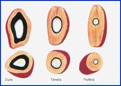 Oil Palm Fruit types