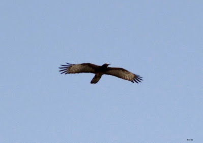 Oriental Honey Buzzard