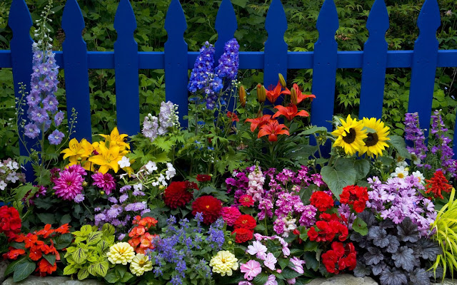 Cerca con Coloridas Flores - Imagen de Flores de Colores