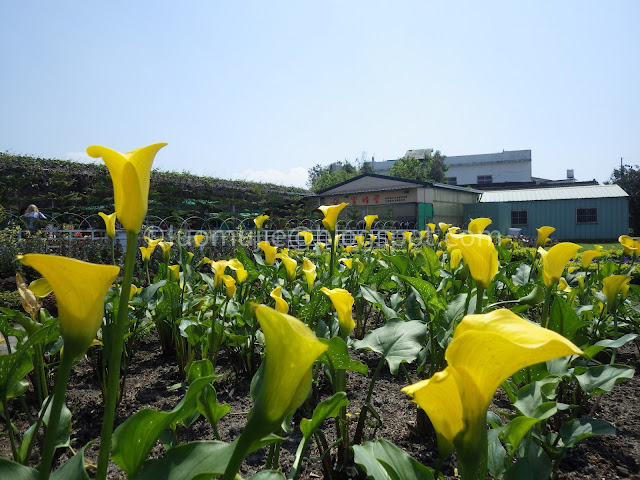 Zhongshe flower market taichung