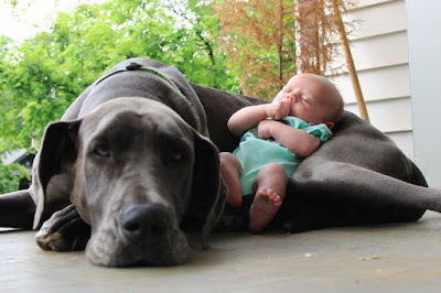 perro y bebe