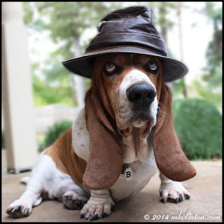 Basset Hound wearing leather hat.