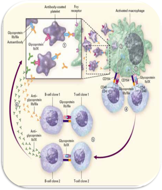 Patogenesis dari Idiopathic Thrombocytopenic Purpura