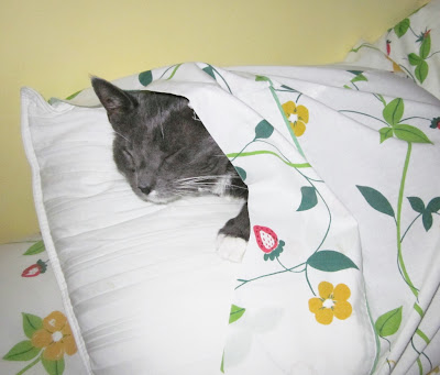 cat in pillow