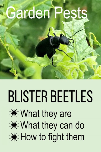 A black blister beetle on a green plant. Text: "Blister beetles: What they are, What they can do, How to fight them organically"