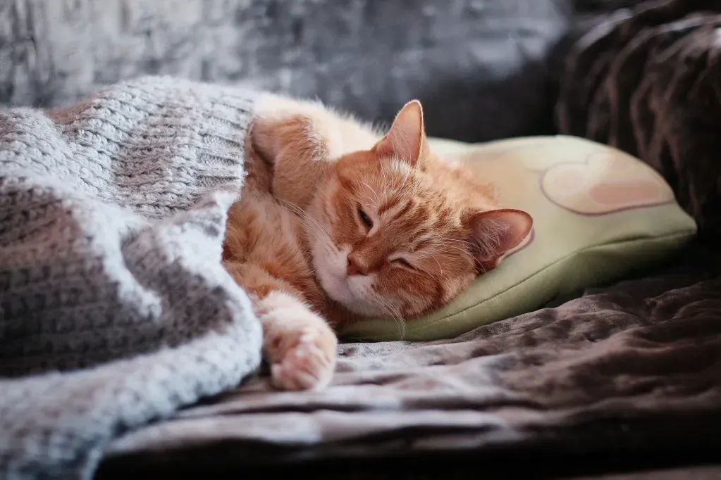لماذا تنام القطط كثيرا؟