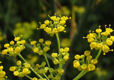 Foeniculum vulgare