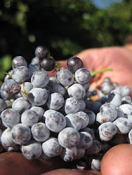 Wild BlueBerry's