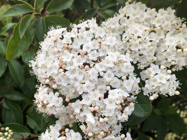 Flores da Primavera