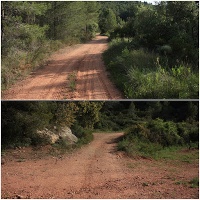 ARBRES SINGULARS A L'ALBÀ-AIGUAMÚRCIA-ALT CAMP, camí en direcció al Mas la Vilella