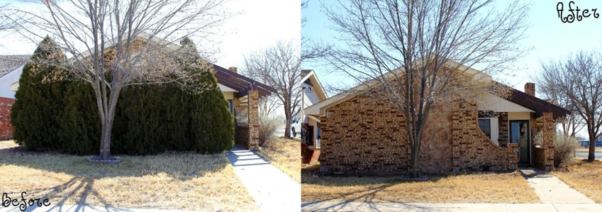 Bushes Collage
