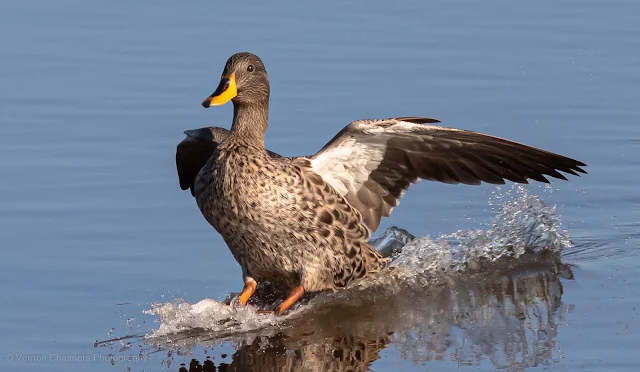Yellow-Billed Duck Touch Down Diep River Woodbridge Island Copyright Vernon Chalmers