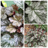 Гейхера гибридная (Heuchera hybrid) 'Silver Indiana'.