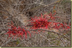 Bird Beak Hakea