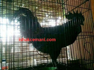 Jual Ayam Cemani