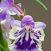 Orchid Ponerorchis Graminifolia