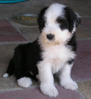 Bearded Collie Puppies Picture