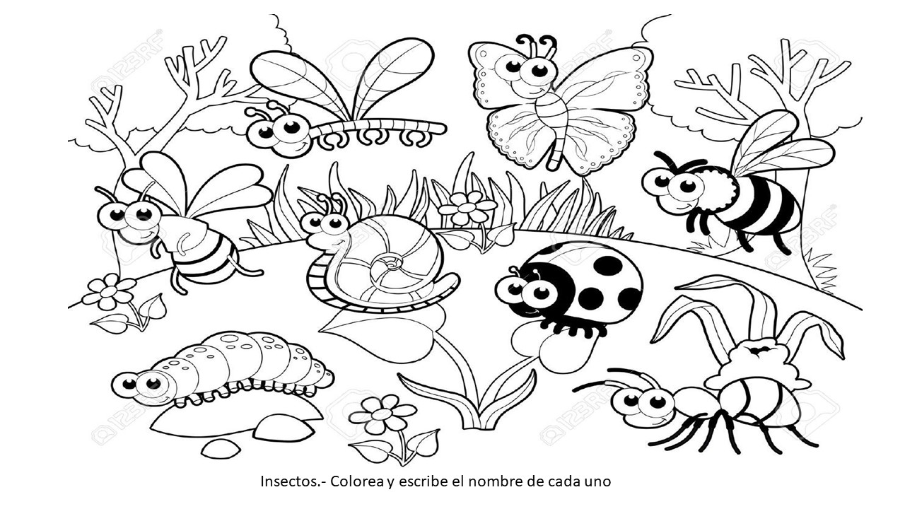 Tráqueas Dibujos Animales Que Respiran Por La Piel Para ...