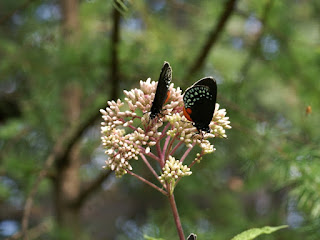 Eumaeus sp.