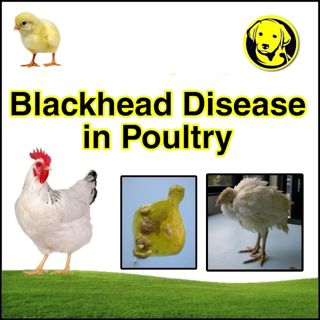 Free Download Blackhead Disease In Poultry Full Pdf