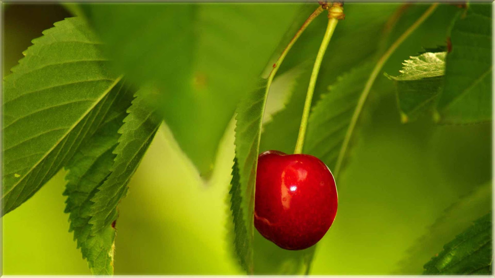 15 Wallpaper Cantik Gambar Buah  Cherry Segar  www buahaz com