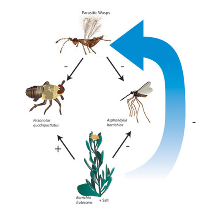 Efectos indirectos menos fertilizantes. Las interacciones que se producen en la comunidad cuando el estrés ambiental aumenta a través de la adición de sal. Las principales especies en nuestra red alimenticia de marismas y algunos de los efectos directos (líneas continuas) y los efectos indirectos (líneas discontinuas) entre ellos. Las plantas estresadas por la sal se vuelven más duras y más leñosas, lo que reduce el parasitismo de las avispas. Las avispas tienen menos efecto sobre los herbívoros y no se observan efectos indirectos sobre las plantas.