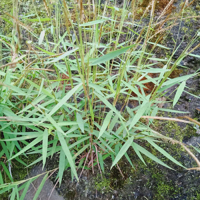 rumput bambu
