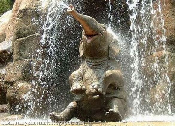 funny elephant.