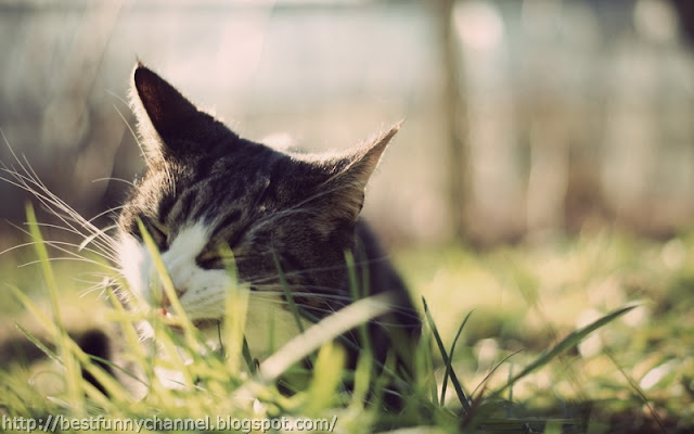 Nice cat in the grass. 