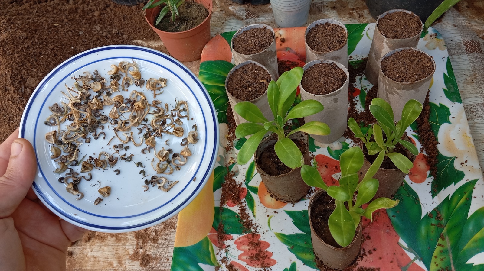 Transform your gardening routine with this innovative approach to starting Calendula seeds - using toilet paper rolls as biodegradable seed starters! Calendula, also known as pot marigold, is a beloved flower that not only adds a vibrant splash of color to your garden but also has a range of practical uses, from culinary applications to natural skincare remedies.